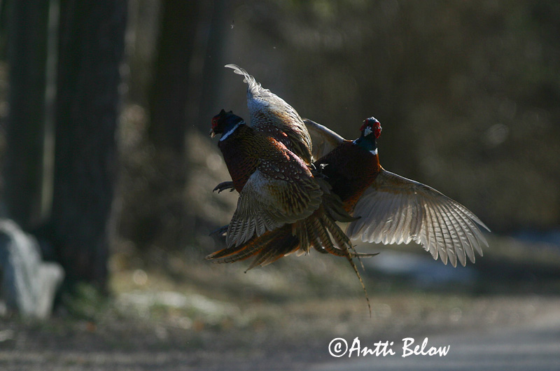 Avainsanat: Faisà Fasan Fazant Common Pheasant Fasaani Faisan de Colchide Fasan Fácán Fashani Faisão Phasianus colchicus Faisán Vulgar