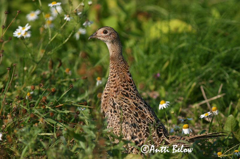 Avainsanat: Faisà Fasan Fazant Common Pheasant Fasaani Faisan de Colchide Fasan Fácán Fashani Faisão Phasianus colchicus Faisán Vulgar