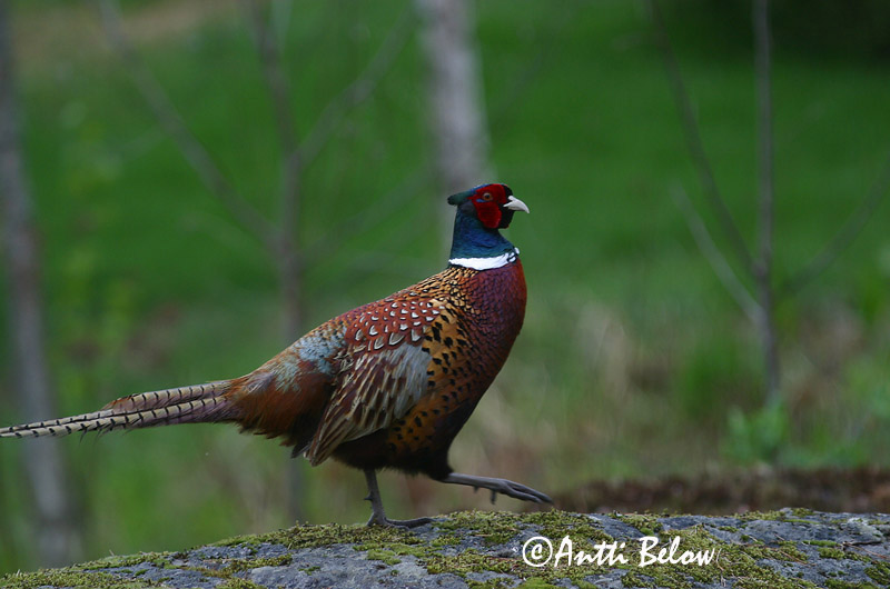 Avainsanat: Faisà Fasan Fazant Common Pheasant Fasaani Faisan de Colchide Fasan Fácán Fashani Faisão Phasianus colchicus Faisán Vulgar
