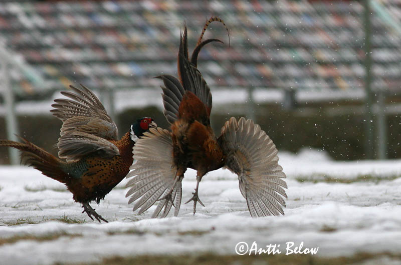 Avainsanat: Faisà Fasan Fazant Common Pheasant Fasaani Faisan de Colchide Fasan Fácán Fashani Faisão Phasianus colchicus Faisán Vulgar