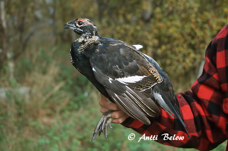 Avainsanat: Gall de cua forcada Urfugl Korhoen Black Grouse Teder Teeri Tétras lyre Birkhuhn Nyírfajd Orri Fagiano di monte Orrfugl Galo-lira Tetrao tetrix Gallo-lira Común Orre