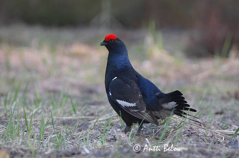 Avainsanat: Gall de cua forcada Urfugl Korhoen Black Grouse Teder Teeri Tétras lyre Birkhuhn Nyírfajd Orri Fagiano di monte Orrfugl Galo-lira Tetrao tetrix Gallo-lira Común Orre