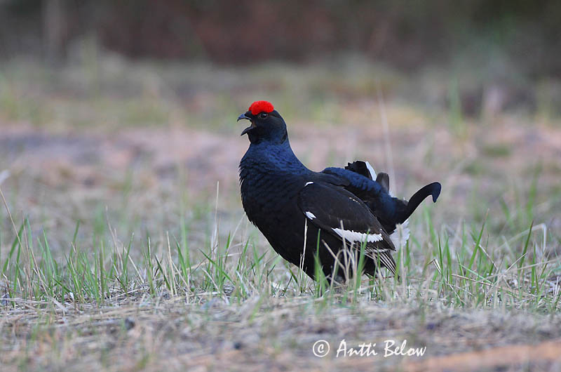 Avainsanat: Gall de cua forcada Urfugl Korhoen Black Grouse Teder Teeri Tétras lyre Birkhuhn Nyírfajd Orri Fagiano di monte Orrfugl Galo-lira Tetrao tetrix Gallo-lira Común Orre