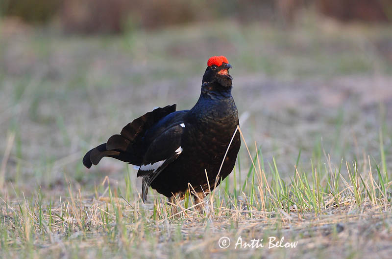 Avainsanat: Gall de cua forcada Urfugl Korhoen Black Grouse Teder Teeri Tétras lyre Birkhuhn Nyírfajd Orri Fagiano di monte Orrfugl Galo-lira Tetrao tetrix Gallo-lira Común Orre
