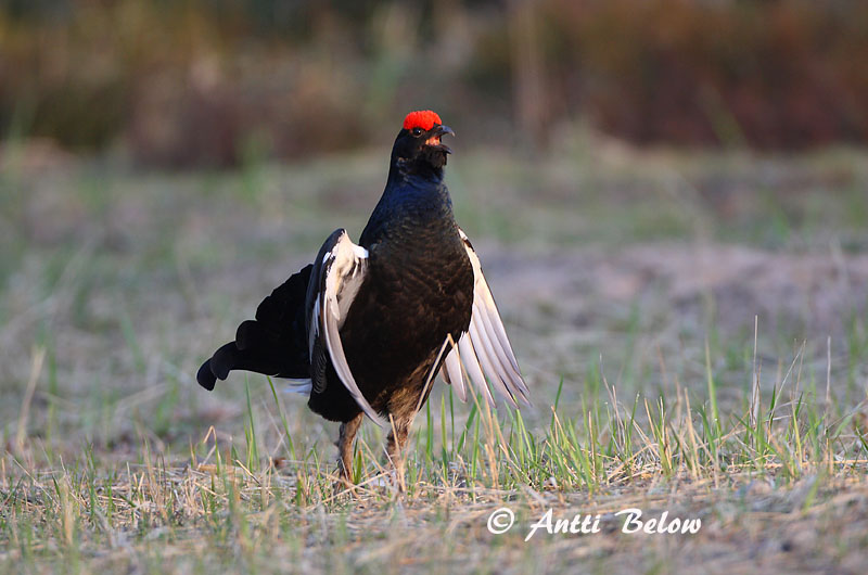 Avainsanat: Gall de cua forcada Urfugl Korhoen Black Grouse Teder Teeri Tétras lyre Birkhuhn Nyírfajd Orri Fagiano di monte Orrfugl Galo-lira Tetrao tetrix Gallo-lira Común Orre