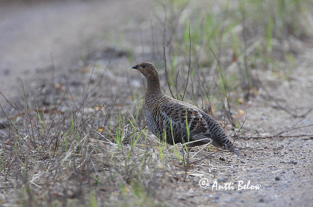 Avainsanat: Gall de cua forcada Urfugl Korhoen Black Grouse Teder Teeri Tétras lyre Birkhuhn Nyírfajd Orri Fagiano di monte Orrfugl Galo-lira Tetrao tetrix Gallo-lira Común Orre