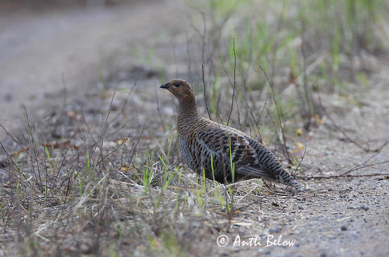 Avainsanat: Gall de cua forcada Urfugl Korhoen Black Grouse Teder Teeri Tétras lyre Birkhuhn Nyírfajd Orri Fagiano di monte Orrfugl Galo-lira Tetrao tetrix Gallo-lira Común Orre