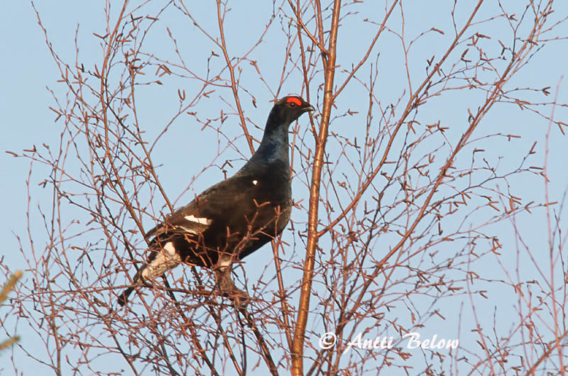 Avainsanat: Gall de cua forcada Urfugl Korhoen Black Grouse Teder Teeri Tétras lyre Birkhuhn Nyírfajd Orri Fagiano di monte Orrfugl Galo-lira Tetrao tetrix Gallo-lira Común Orre
