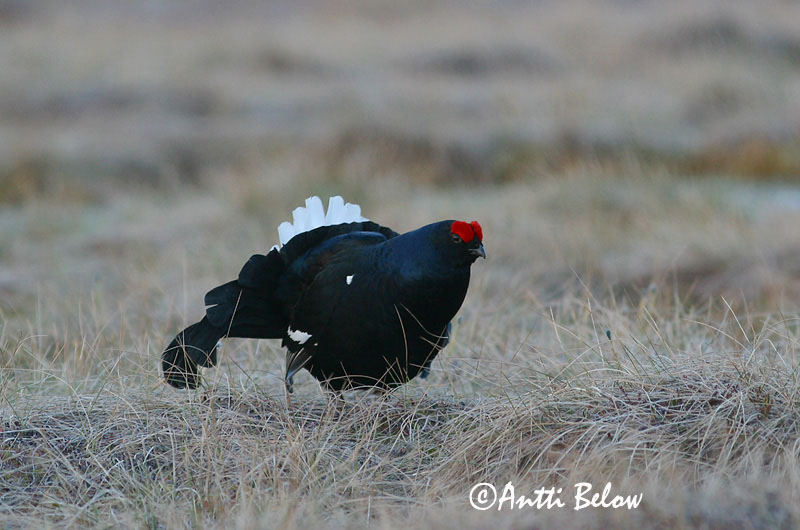 Avainsanat: Gall de cua forcada Urfugl Korhoen Black Grouse Teder Teeri Tétras lyre Birkhuhn Nyírfajd Orri Fagiano di monte Orrfugl Galo-lira Tetrao tetrix Gallo-lira Común Orre