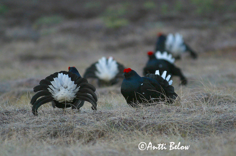 Avainsanat: Gall de cua forcada Urfugl Korhoen Black Grouse Teder Teeri Tétras lyre Birkhuhn Nyírfajd Orri Fagiano di monte Orrfugl Galo-lira Tetrao tetrix Gallo-lira Común Orre
