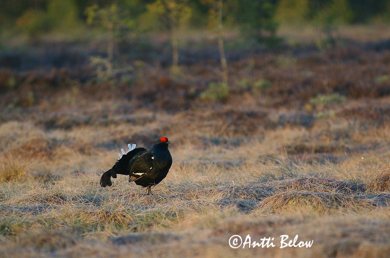 Avainsanat: Gall de cua forcada Urfugl Korhoen Black Grouse Teder Teeri Tétras lyre Birkhuhn Nyírfajd Orri Fagiano di monte Orrfugl Galo-lira Tetrao tetrix Gallo-lira Común Orre