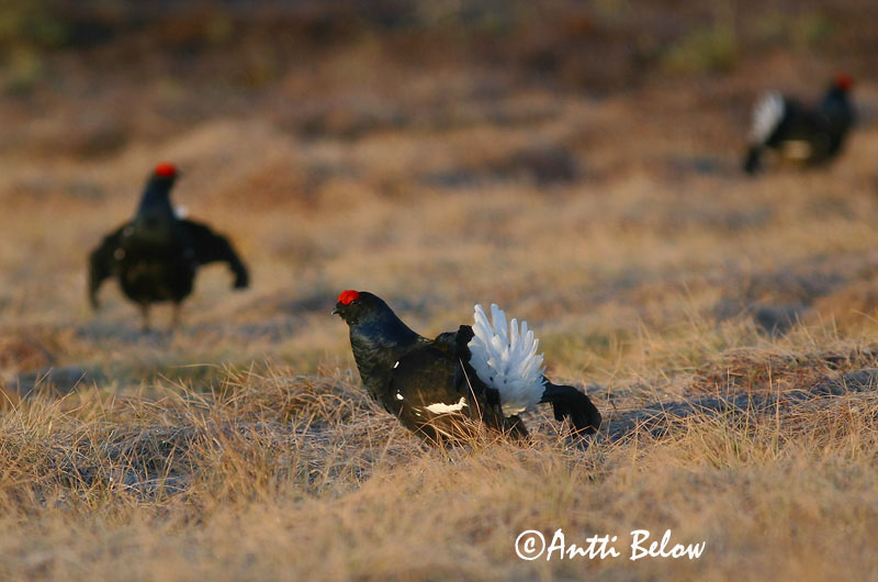 Avainsanat: Gall de cua forcada Urfugl Korhoen Black Grouse Teder Teeri Tétras lyre Birkhuhn Nyírfajd Orri Fagiano di monte Orrfugl Galo-lira Tetrao tetrix Gallo-lira Común Orre