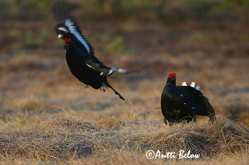 Avainsanat: Gall de cua forcada Urfugl Korhoen Black Grouse Teder Teeri Tétras lyre Birkhuhn Nyírfajd Orri Fagiano di monte Orrfugl Galo-lira Tetrao tetrix Gallo-lira Común Orre