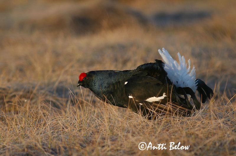 Avainsanat: Gall de cua forcada Urfugl Korhoen Black Grouse Teder Teeri Tétras lyre Birkhuhn Nyírfajd Orri Fagiano di monte Orrfugl Galo-lira Tetrao tetrix Gallo-lira Común Orre