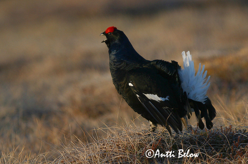 Avainsanat: Gall de cua forcada Urfugl Korhoen Black Grouse Teder Teeri Tétras lyre Birkhuhn Nyírfajd Orri Fagiano di monte Orrfugl Galo-lira Tetrao tetrix Gallo-lira Común Orre