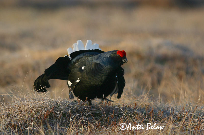Avainsanat: Gall de cua forcada Urfugl Korhoen Black Grouse Teder Teeri Tétras lyre Birkhuhn Nyírfajd Orri Fagiano di monte Orrfugl Galo-lira Tetrao tetrix Gallo-lira Común Orre