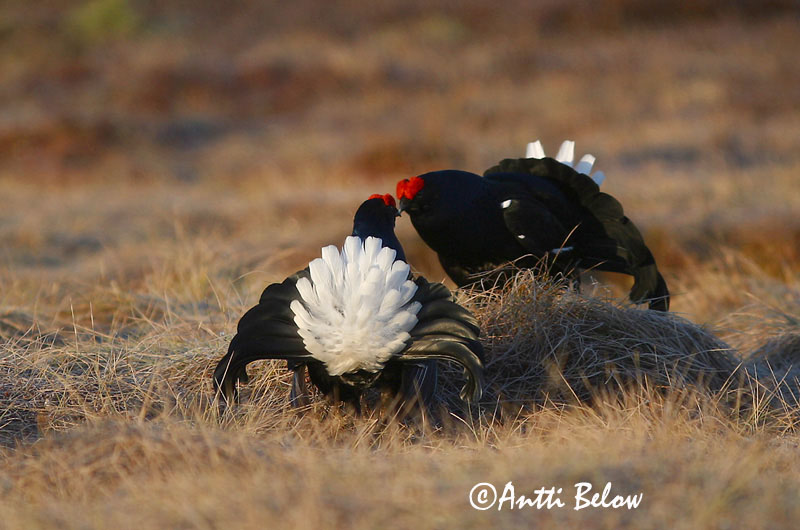 Avainsanat: Gall de cua forcada Urfugl Korhoen Black Grouse Teder Teeri Tétras lyre Birkhuhn Nyírfajd Orri Fagiano di monte Orrfugl Galo-lira Tetrao tetrix Gallo-lira Común Orre