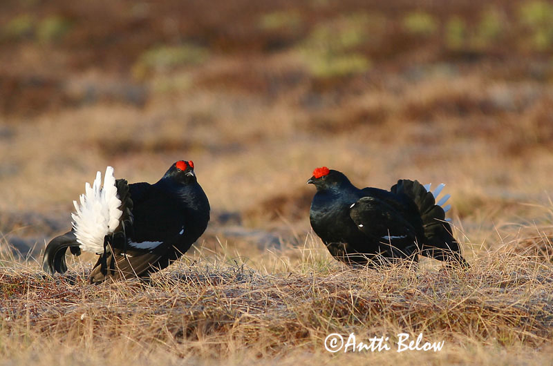Avainsanat: Gall de cua forcada Urfugl Korhoen Black Grouse Teder Teeri Tétras lyre Birkhuhn Nyírfajd Orri Fagiano di monte Orrfugl Galo-lira Tetrao tetrix Gallo-lira Común Orre
