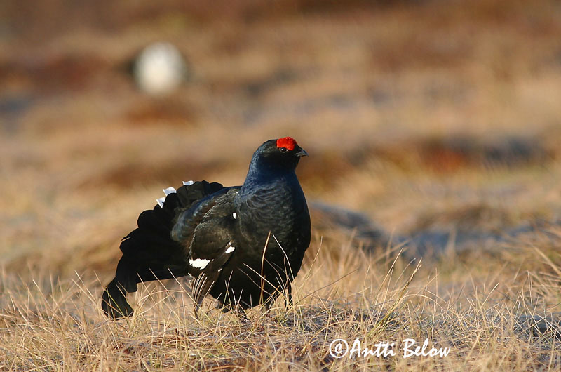 Avainsanat: Gall de cua forcada Urfugl Korhoen Black Grouse Teder Teeri Tétras lyre Birkhuhn Nyírfajd Orri Fagiano di monte Orrfugl Galo-lira Tetrao tetrix Gallo-lira Común Orre