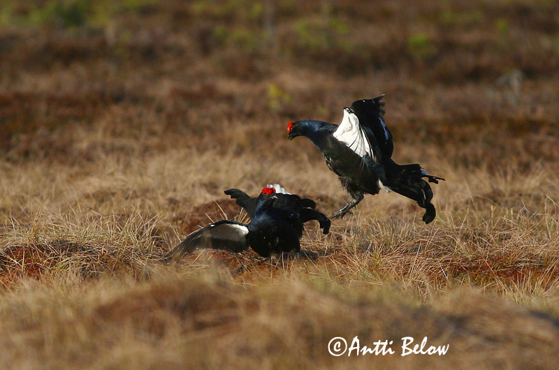 Avainsanat: Gall de cua forcada Urfugl Korhoen Black Grouse Teder Teeri Tétras lyre Birkhuhn Nyírfajd Orri Fagiano di monte Orrfugl Galo-lira Tetrao tetrix Gallo-lira Común Orre