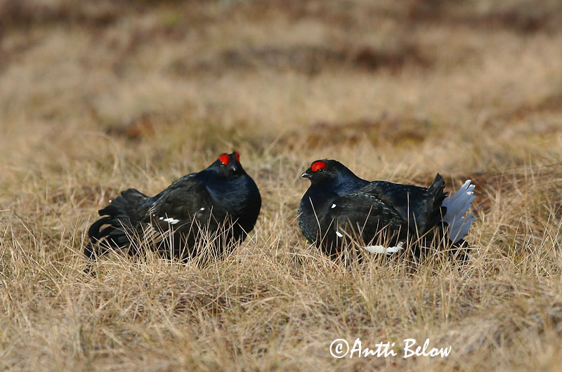 Avainsanat: Gall de cua forcada Urfugl Korhoen Black Grouse Teder Teeri Tétras lyre Birkhuhn Nyírfajd Orri Fagiano di monte Orrfugl Galo-lira Tetrao tetrix Gallo-lira Común Orre