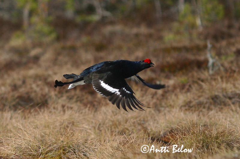 Avainsanat: Gall de cua forcada Urfugl Korhoen Black Grouse Teder Teeri Tétras lyre Birkhuhn Nyírfajd Orri Fagiano di monte Orrfugl Galo-lira Tetrao tetrix Gallo-lira Común Orre
