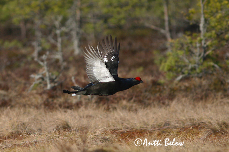 Avainsanat: Gall de cua forcada Urfugl Korhoen Black Grouse Teder Teeri Tétras lyre Birkhuhn Nyírfajd Orri Fagiano di monte Orrfugl Galo-lira Tetrao tetrix Gallo-lira Común Orre