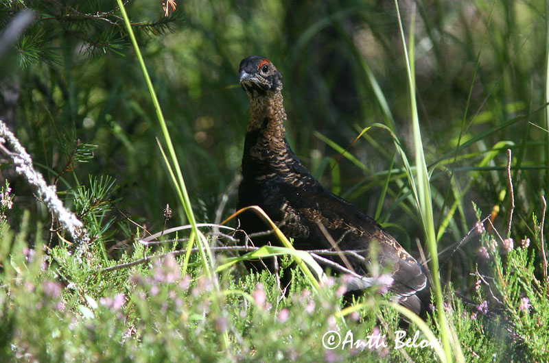 Avainsanat: Gall de cua forcada Urfugl Korhoen Black Grouse Teder Teeri Tétras lyre Birkhuhn Nyírfajd Orri Fagiano di monte Orrfugl Galo-lira Tetrao tetrix Gallo-lira Común Orre