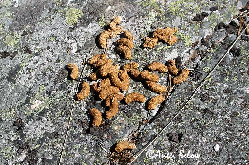 Avainsanat: Gall de cua forcada Urfugl Korhoen Black Grouse Teder Teeri Tétras lyre Birkhuhn Nyírfajd Orri Fagiano di monte Orrfugl Galo-lira Tetrao tetrix Gallo-lira Común Orre