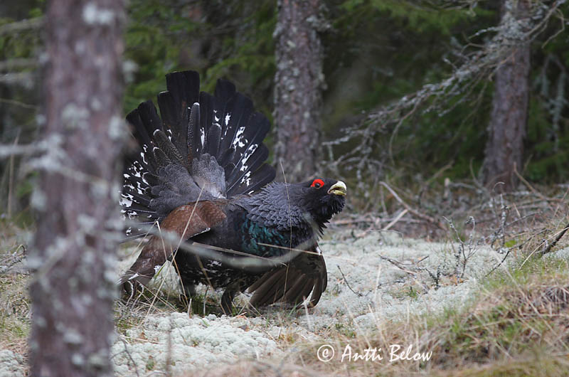 Avainsanat: Gall fer Tjur Auerhoen Western Capercaillie Metsis Metso Grand Tétras Auerhuhn Siketfajd Þiður Gallo cedrone Storfugl Tetraz Tetrao urogallus Urogallo Común Tjäder