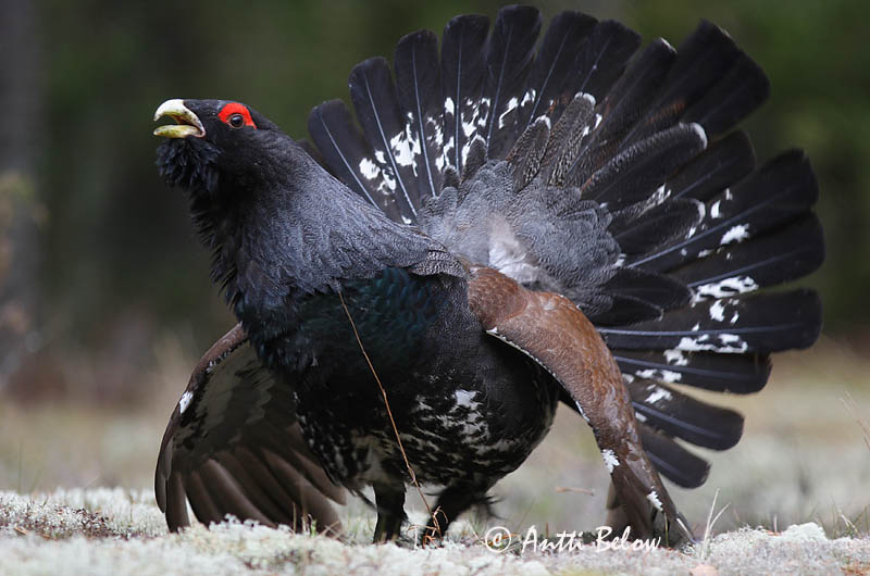Avainsanat: Gall fer Tjur Auerhoen Western Capercaillie Metsis Metso Grand Tétras Auerhuhn Siketfajd Þiður Gallo cedrone Storfugl Tetraz Tetrao urogallus Urogallo Común Tjäder