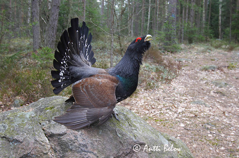 Avainsanat: Gall fer Tjur Auerhoen Western Capercaillie Metsis Metso Grand Tétras Auerhuhn Siketfajd Þiður Gallo cedrone Storfugl Tetraz Tetrao urogallus Urogallo Común Tjäder