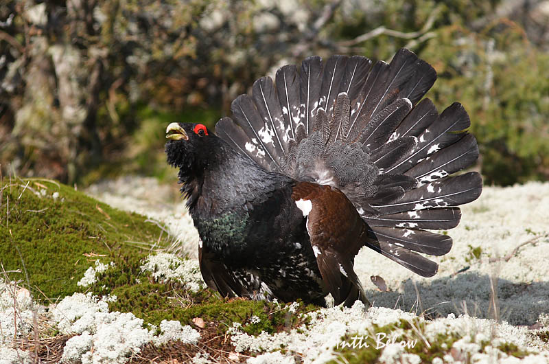 Avainsanat: Gall fer Tjur Auerhoen Western Capercaillie Metsis Metso Grand Tétras Auerhuhn Siketfajd Þiður Gallo cedrone Storfugl Tetraz Tetrao urogallus Urogallo Común Tjäder