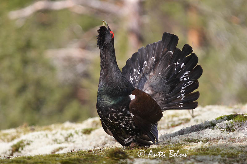 Avainsanat: Gall fer Tjur Auerhoen Western Capercaillie Metsis Metso Grand Tétras Auerhuhn Siketfajd Þiður Gallo cedrone Storfugl Tetraz Tetrao urogallus Urogallo Común Tjäder