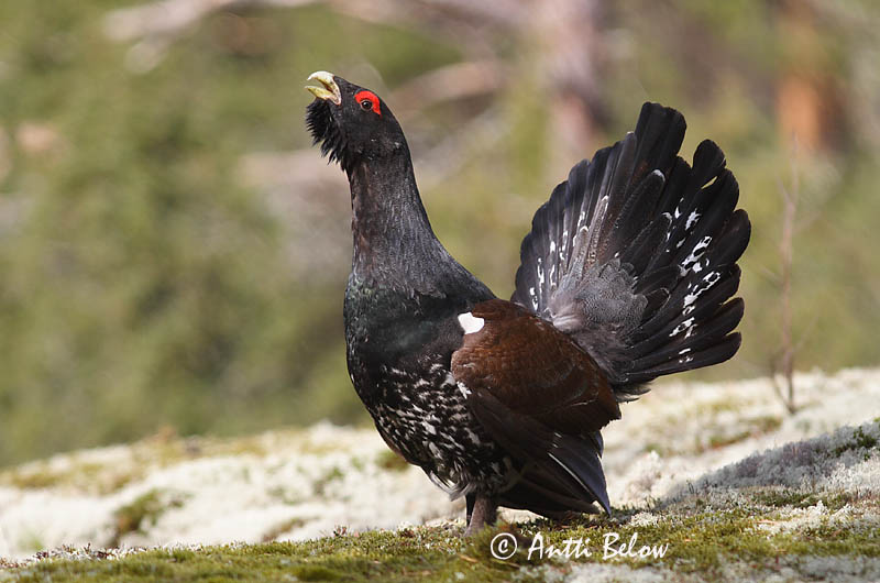 Avainsanat: Gall fer Tjur Auerhoen Western Capercaillie Metsis Metso Grand Tétras Auerhuhn Siketfajd Þiður Gallo cedrone Storfugl Tetraz Tetrao urogallus Urogallo Común Tjäder