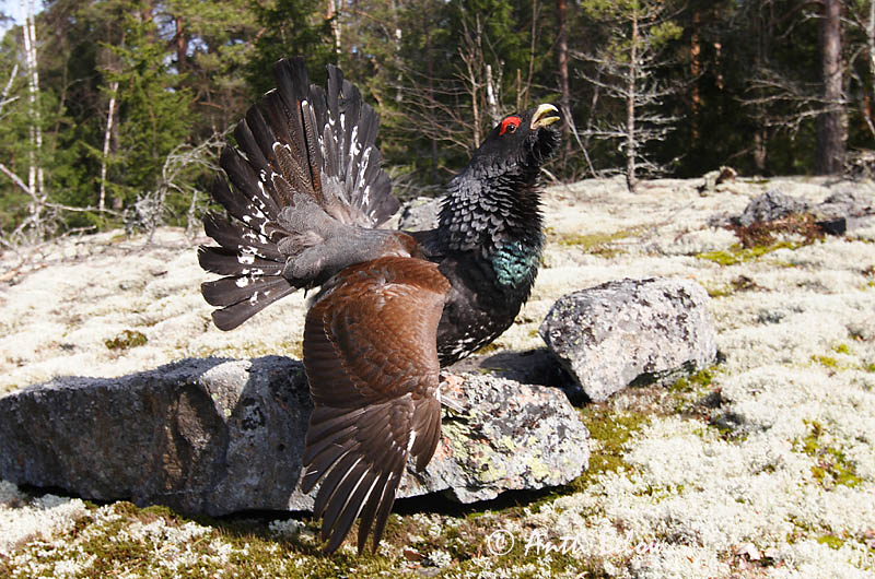 Avainsanat: Gall fer Tjur Auerhoen Western Capercaillie Metsis Metso Grand Tétras Auerhuhn Siketfajd Þiður Gallo cedrone Storfugl Tetraz Tetrao urogallus Urogallo Común Tjäder