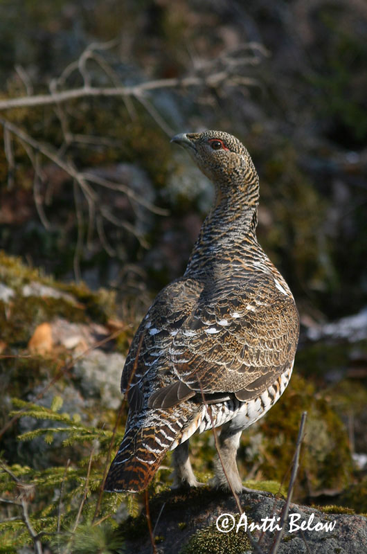 Avainsanat: Gall fer Tjur Auerhoen Western Capercaillie Metsis Metso Grand Tétras Auerhuhn Siketfajd Þiður Gallo cedrone Storfugl Tetraz Tetrao urogallus Urogallo Común Tjäder