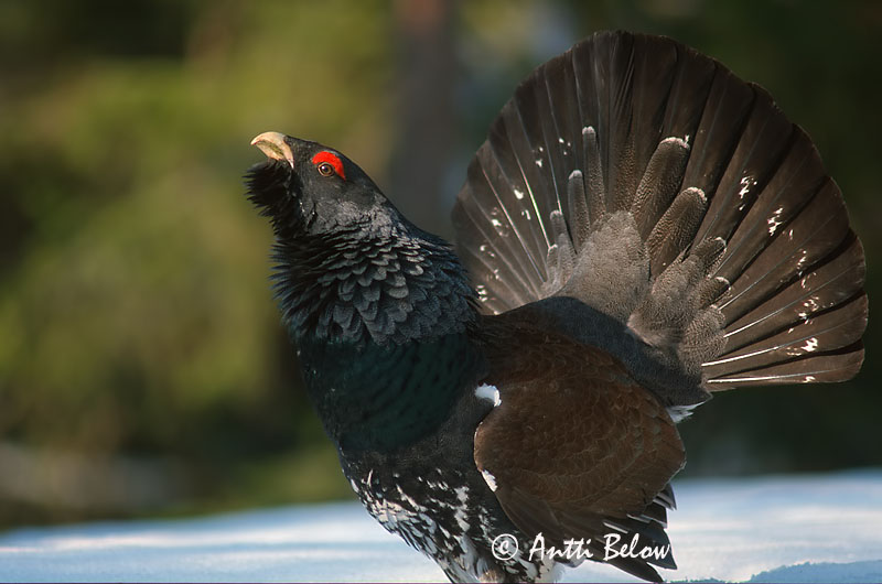Avainsanat: Gall fer Tjur Auerhoen Western Capercaillie Metsis Metso Grand Tétras Auerhuhn Siketfajd Þiður Gallo cedrone Storfugl Tetraz Tetrao urogallus Urogallo Común Tjäder