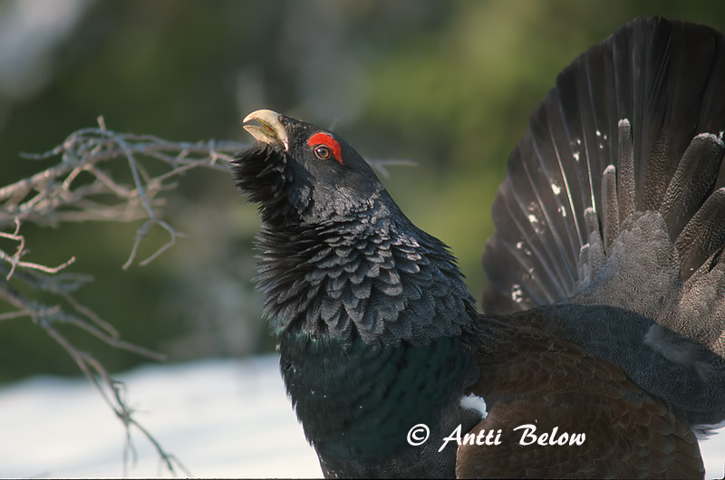 Avainsanat: Gall fer Tjur Auerhoen Western Capercaillie Metsis Metso Grand Tétras Auerhuhn Siketfajd Þiður Gallo cedrone Storfugl Tetraz Tetrao urogallus Urogallo Común Tjäder