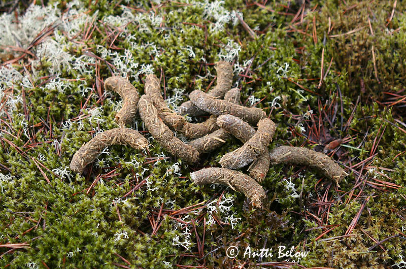 Avainsanat: Gall fer Tjur Auerhoen Western Capercaillie Metsis Metso Grand Tétras Auerhuhn Siketfajd Þiður Gallo cedrone Storfugl Tetraz Tetrao urogallus Urogallo Común Tjäder