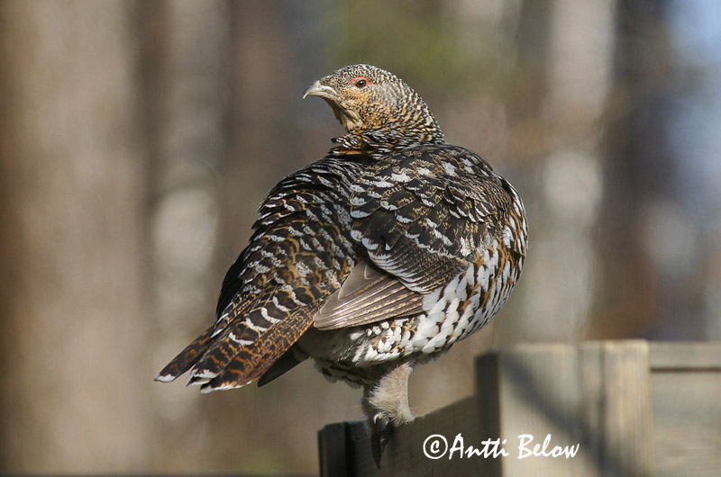 Avainsanat: Gall fer Tjur Auerhoen Western Capercaillie Metsis Metso Grand Tétras Auerhuhn Siketfajd Þiður Gallo cedrone Storfugl Tetraz Tetrao urogallus Urogallo Común Tjäder