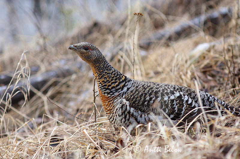 Avainsanat: Gall fer Tjur Auerhoen Western Capercaillie Metsis Metso Grand Tétras Auerhuhn Siketfajd Þiður Gallo cedrone Storfugl Tetraz Tetrao urogallus Urogallo Común Tjäder