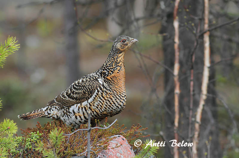 Avainsanat: Gall fer Tjur Auerhoen Western Capercaillie Metsis Metso Grand Tétras Auerhuhn Siketfajd Þiður Gallo cedrone Storfugl Tetraz Tetrao urogallus Urogallo Común Tjäder