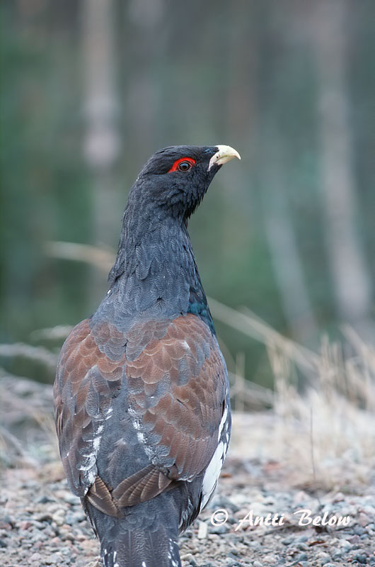 Avainsanat: Gall fer Tjur Auerhoen Western Capercaillie Metsis Metso Grand Tétras Auerhuhn Siketfajd Þiður Gallo cedrone Storfugl Tetraz Tetrao urogallus Urogallo Común Tjäder