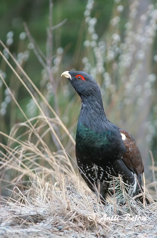 Avainsanat: Gall fer Tjur Auerhoen Western Capercaillie Metsis Metso Grand Tétras Auerhuhn Siketfajd Þiður Gallo cedrone Storfugl Tetraz Tetrao urogallus Urogallo Común Tjäder