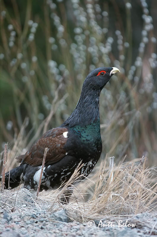 Avainsanat: Gall fer Tjur Auerhoen Western Capercaillie Metsis Metso Grand Tétras Auerhuhn Siketfajd Þiður Gallo cedrone Storfugl Tetraz Tetrao urogallus Urogallo Común Tjäder
