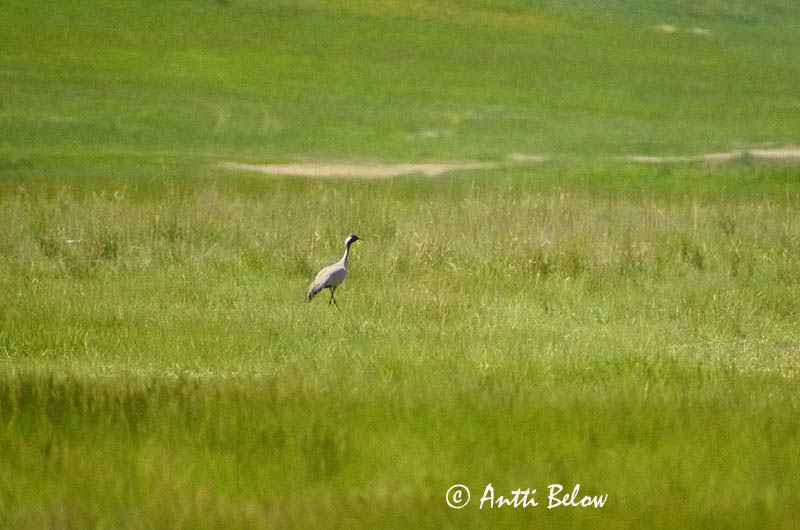 Kazakstan
Avainsanat: Jomfrutrane Jufferkraan Demoiselle Crane Neitokurki Grue demoiselle Jungfernkranich Pártásdaru Lokkatrana Jomfrutrane Grou-pequeno Anthropoides virgo Grulla Damisela Jungfrutrana