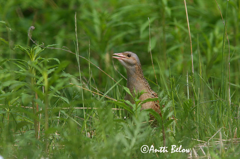 Avainsanat: Guatlla maresa Engsnarre Kwartelkoning Corn Crake Rukkirääk Ruisrääkkä Râle des genêts Wachtelkönig Haris Engirella Åkerrikse Codornizão Crex crex Guión de Codornices Kornknarr