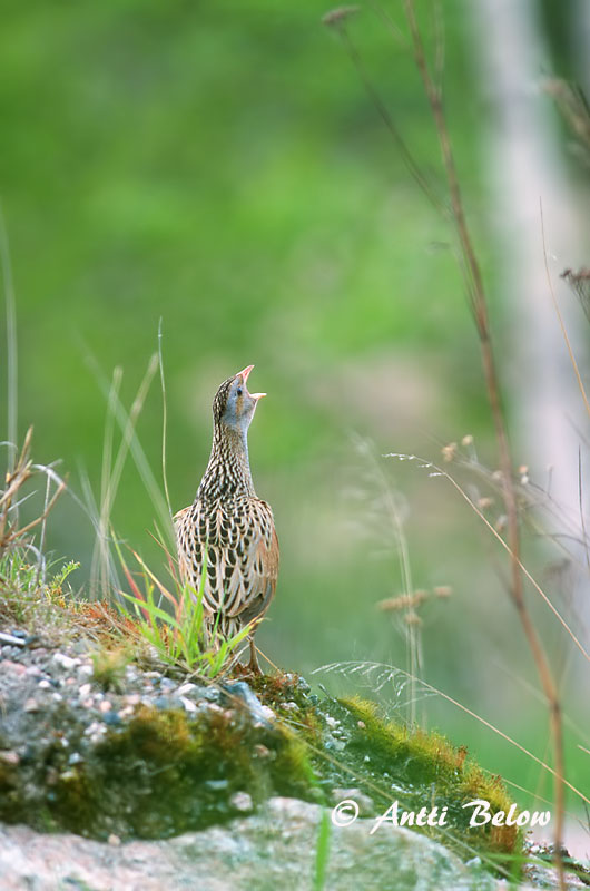 Avainsanat: Guatlla maresa Engsnarre Kwartelkoning Corn Crake Rukkirääk Ruisrääkkä Râle des genêts Wachtelkönig Haris Engirella Åkerrikse Codornizão Crex crex Guión de Codornices Kornknarr