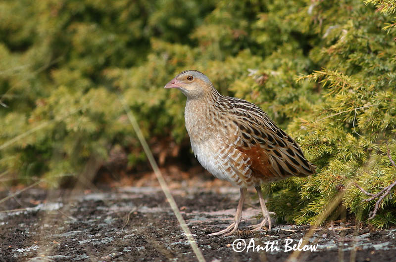 Avainsanat: Guatlla maresa Engsnarre Kwartelkoning Corn Crake Rukkirääk Ruisrääkkä Râle des genêts Wachtelkönig Haris Engirella Åkerrikse Codornizão Crex crex Guión de Codornices Kornknarr